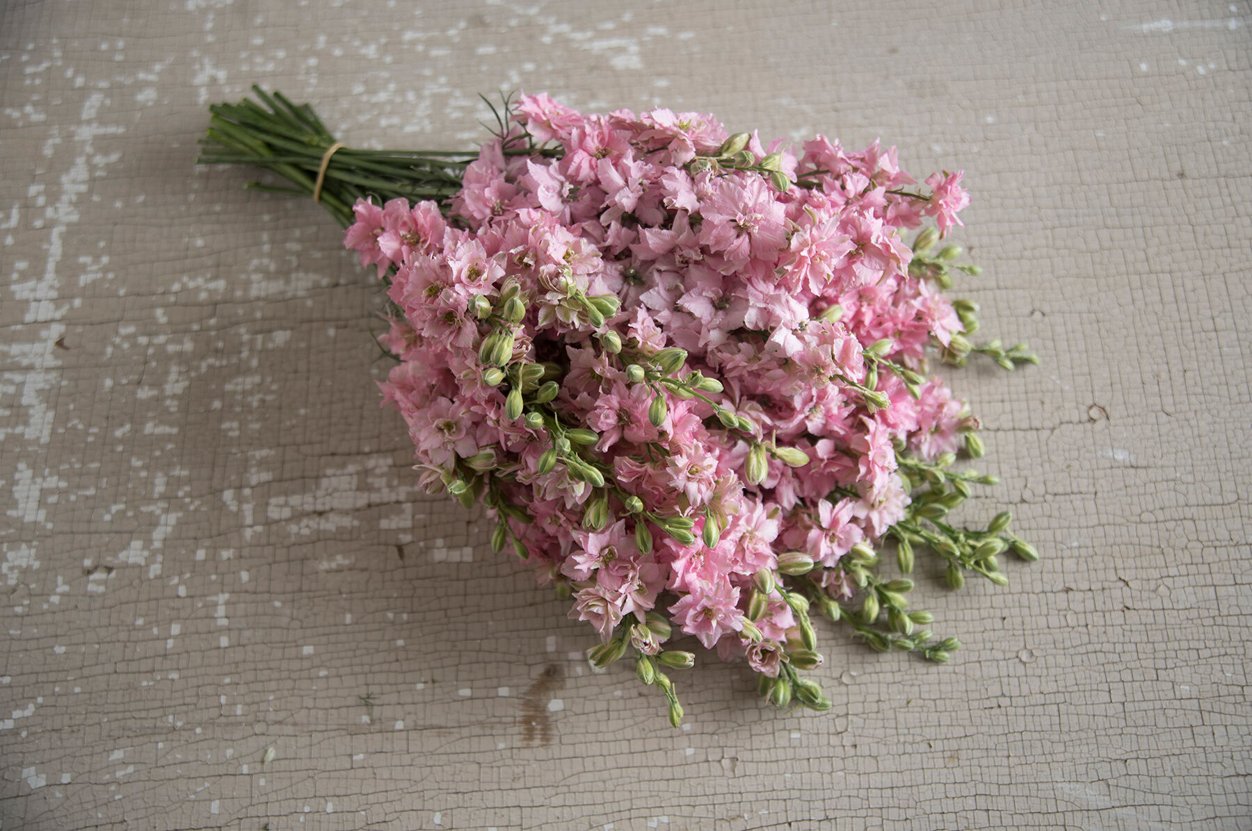 QIS&trade; Light Pink Larkspur