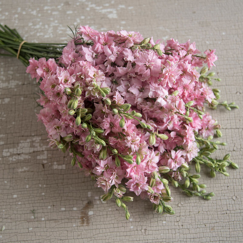 QIS™ Light Pink QIS™ Light Pink Larkspur