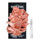 Pink Oyster 'Spray & Grow' Kit 'Spray & Grow' Kits