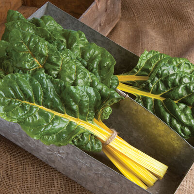 Bright Yellow Swiss Chard