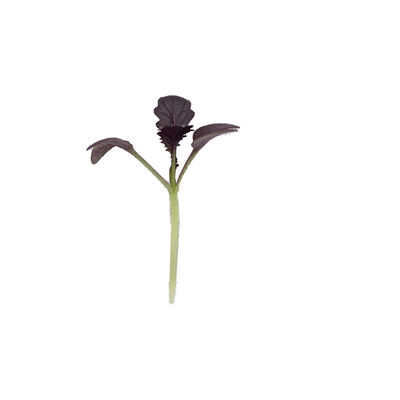 Mustard, Red Katana Microgreen Vegetables