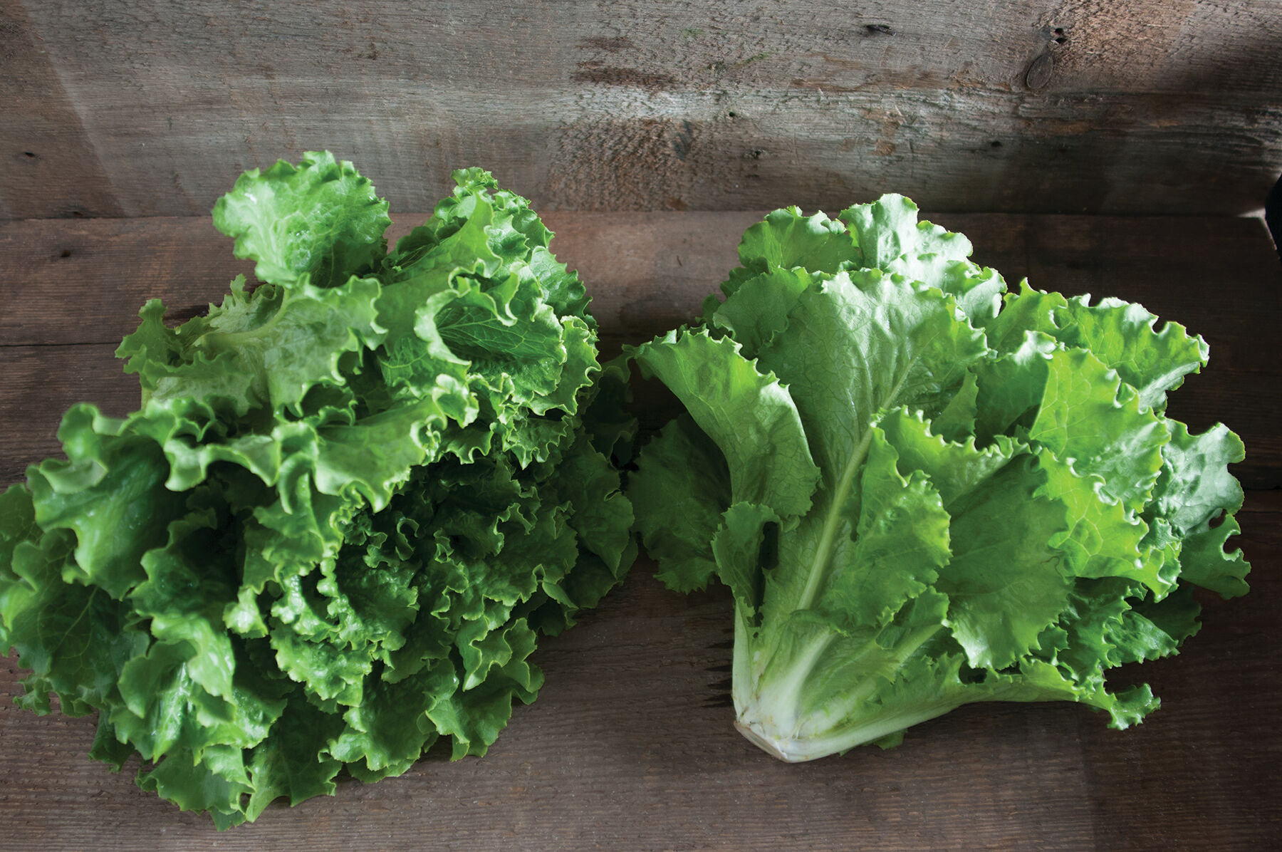Fusion Pelleted Lettuce Seed Johnny s Selected Seeds