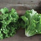 Fusion Summer Crisp Lettuce (Batavia)