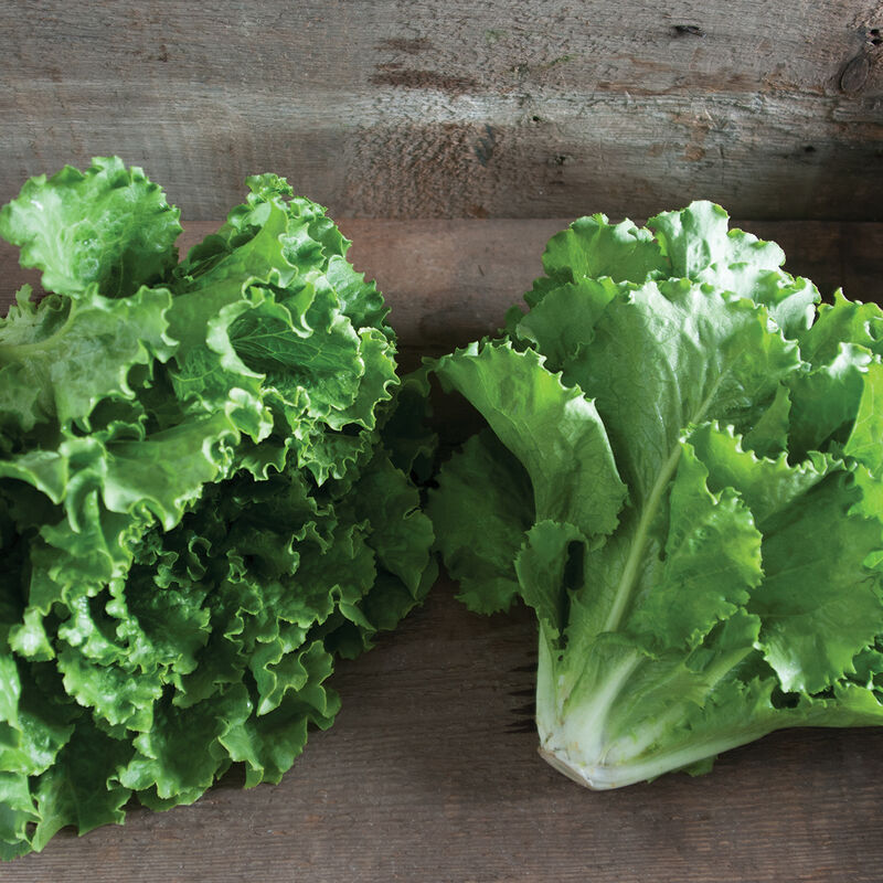 Fusion Summer Crisp Lettuce (Batavia)