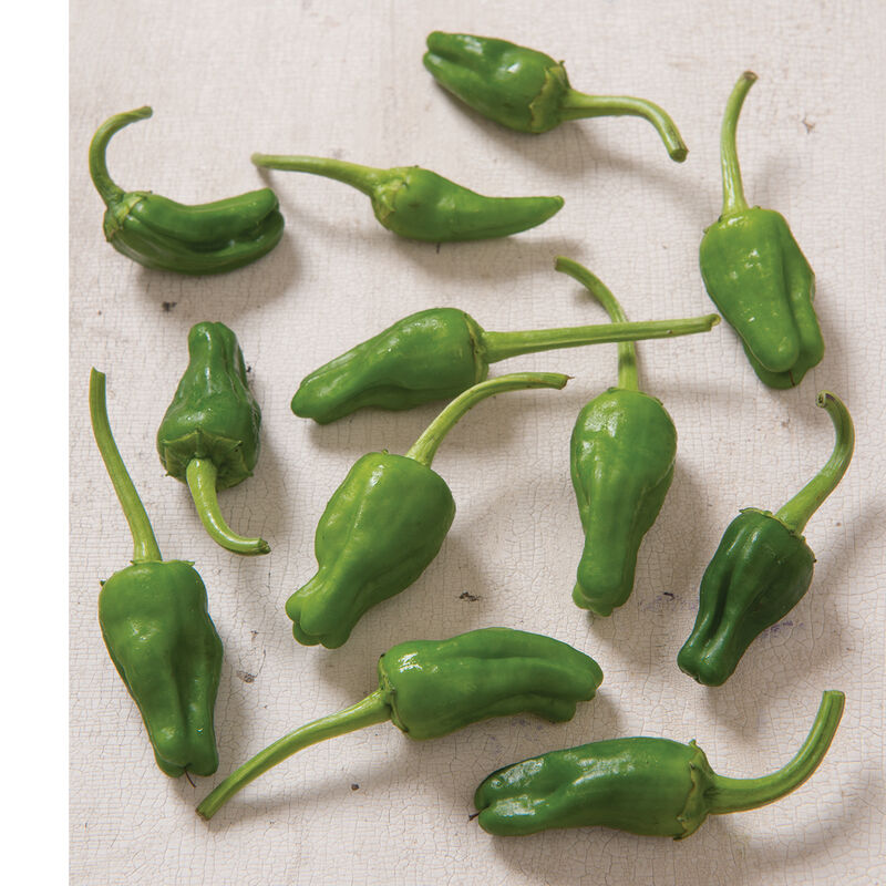 Padron Hot Peppers