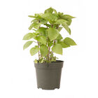 Cardinal Asian Basil