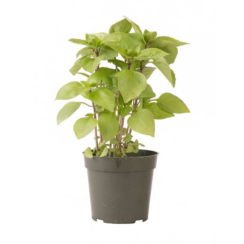 Cardinal Asian Basil
