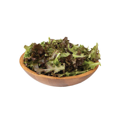 Red Saladbowl Oakleaf Lettuce