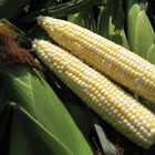 Latte Sweet Corn