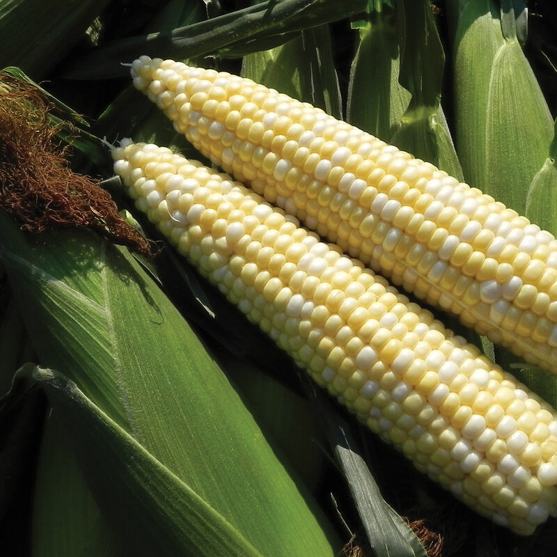 Latte Sweet Corn