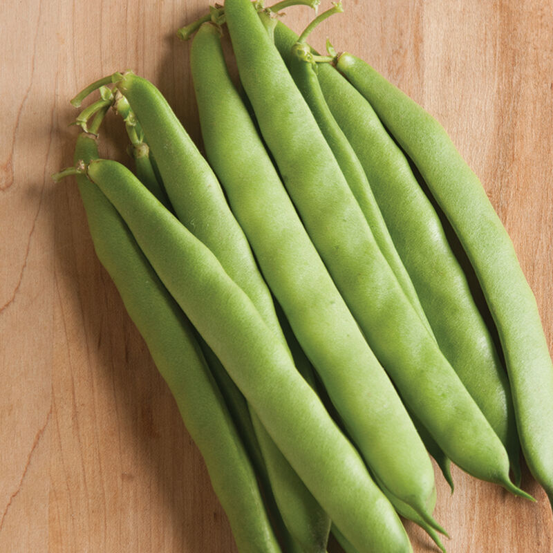 Dulcina Bush Beans