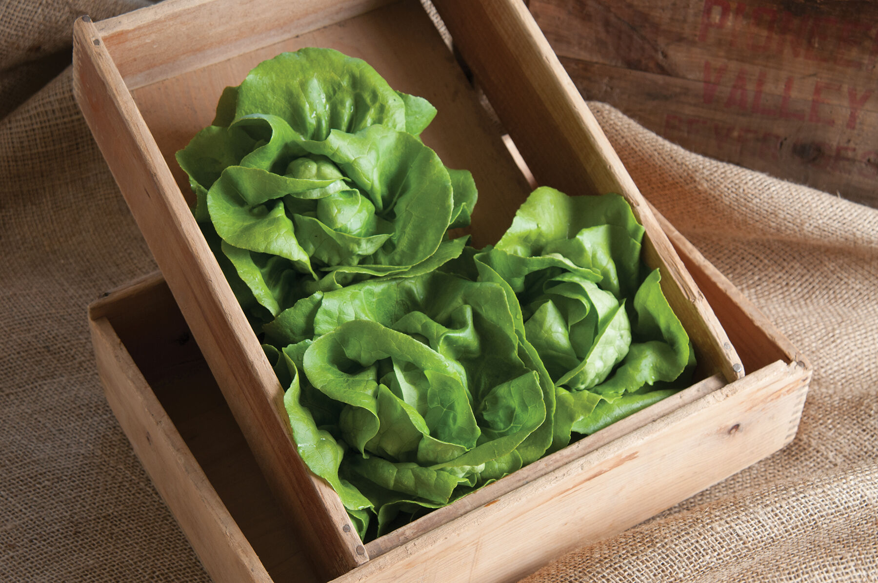 Johnny's Selected Seeds Rex Lettuce Seed