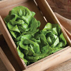 Rex Butterhead Lettuce (Boston)