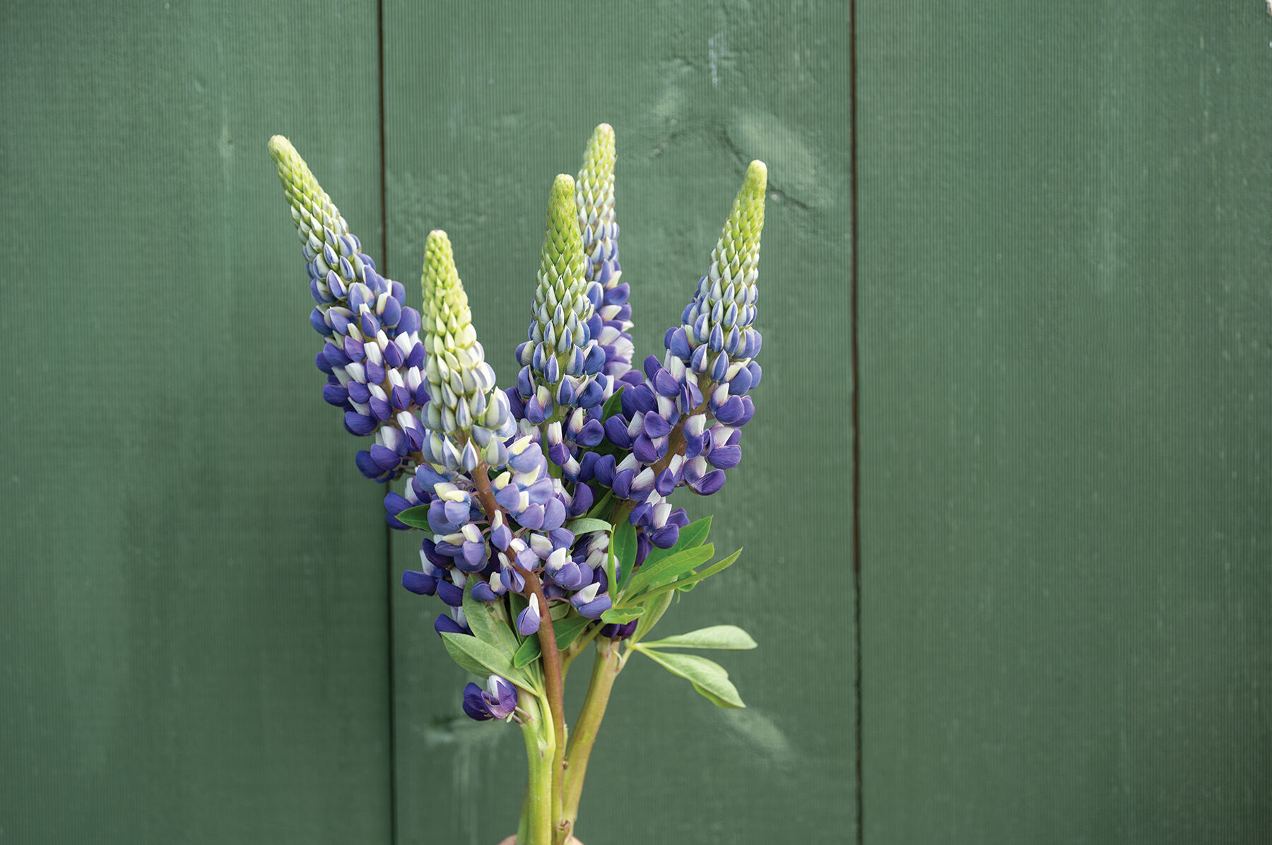Lupine guarantee sales