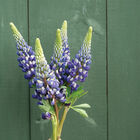 The Governor Lupine