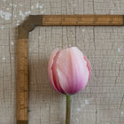 Pink Impression Tulips