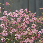 Pink Beauty Saponaria