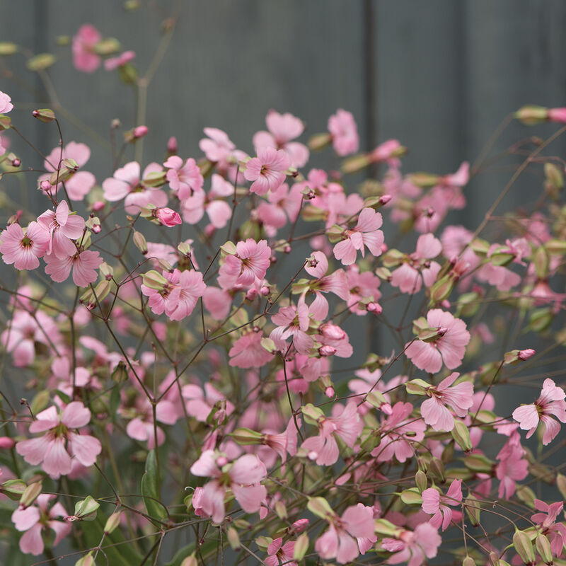 Pink Beauty Saponaria