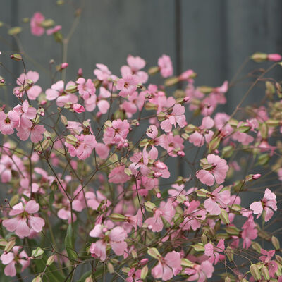 Pink Beauty Saponaria