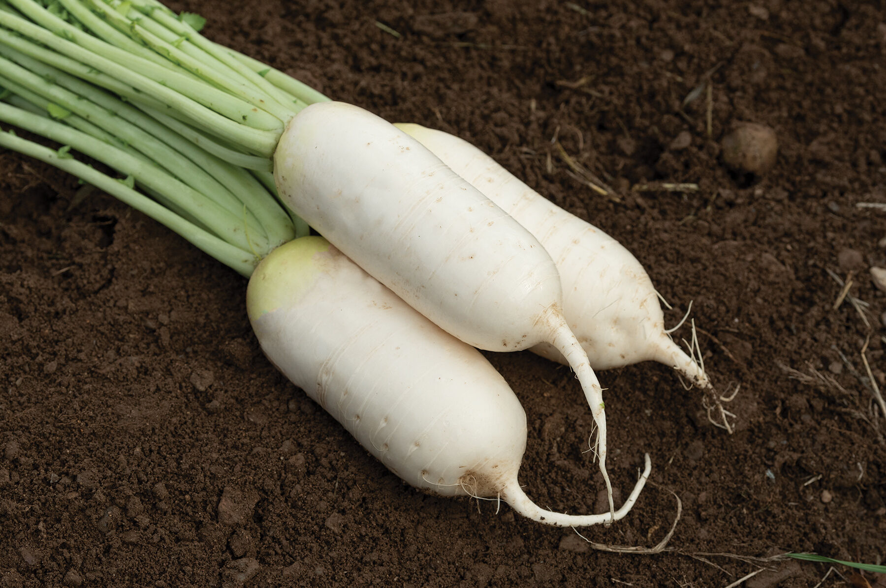 Pearl - Organic White Radish Seeds | Johnny's Selected Seeds