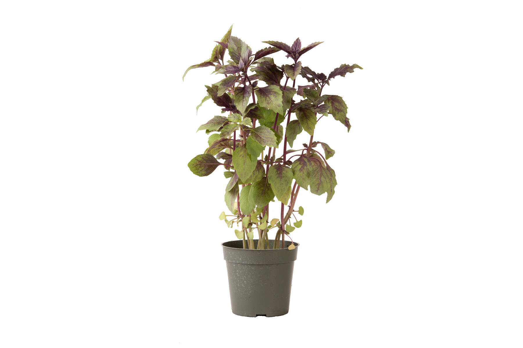 Aromatto Basil, Ornamental
