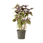 Aromatto Aromatto Basil, Ornamental
