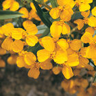 Mexican Mint Marigold Mexican Mint Marigold