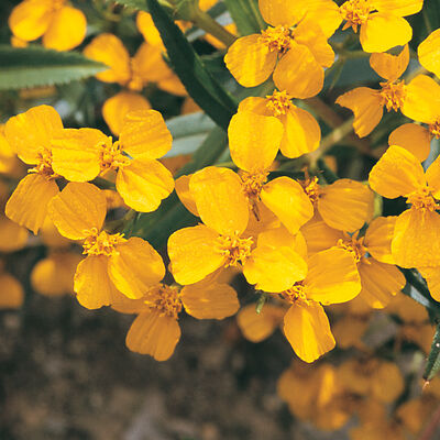 Mexican Mint Marigold Mexican Mint Marigold