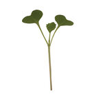 Broccoli Microgreen Vegetables