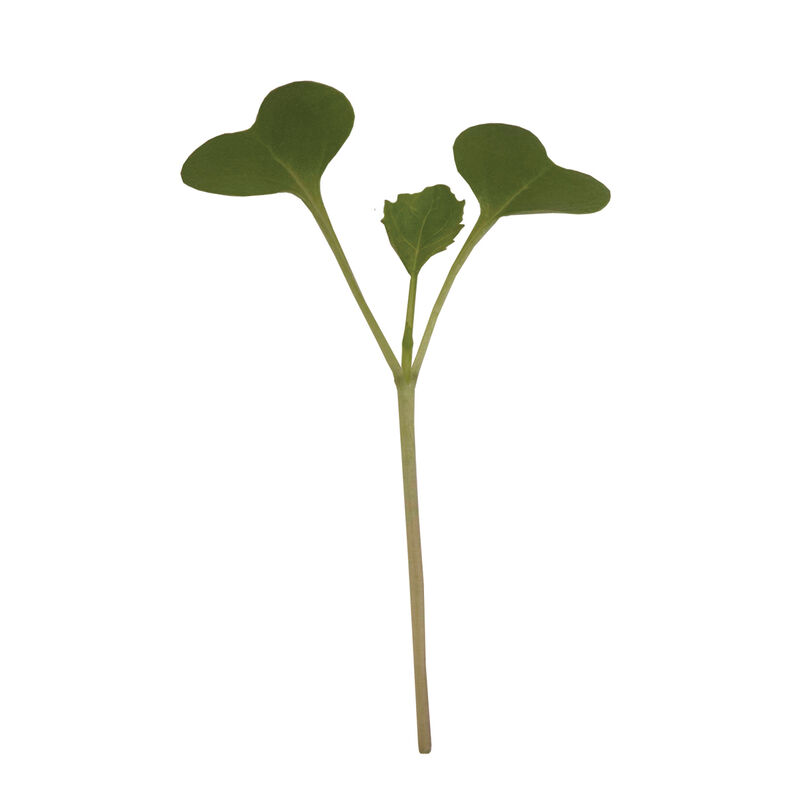 Broccoli Microgreen Vegetables