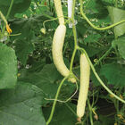 Itachi Specialty Cucumbers