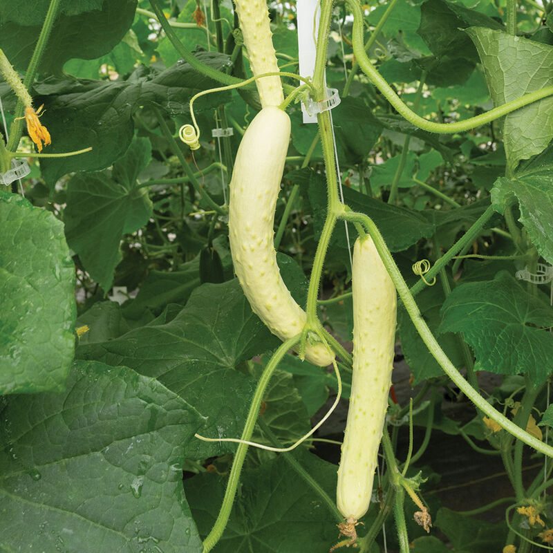 Itachi Specialty Cucumbers
