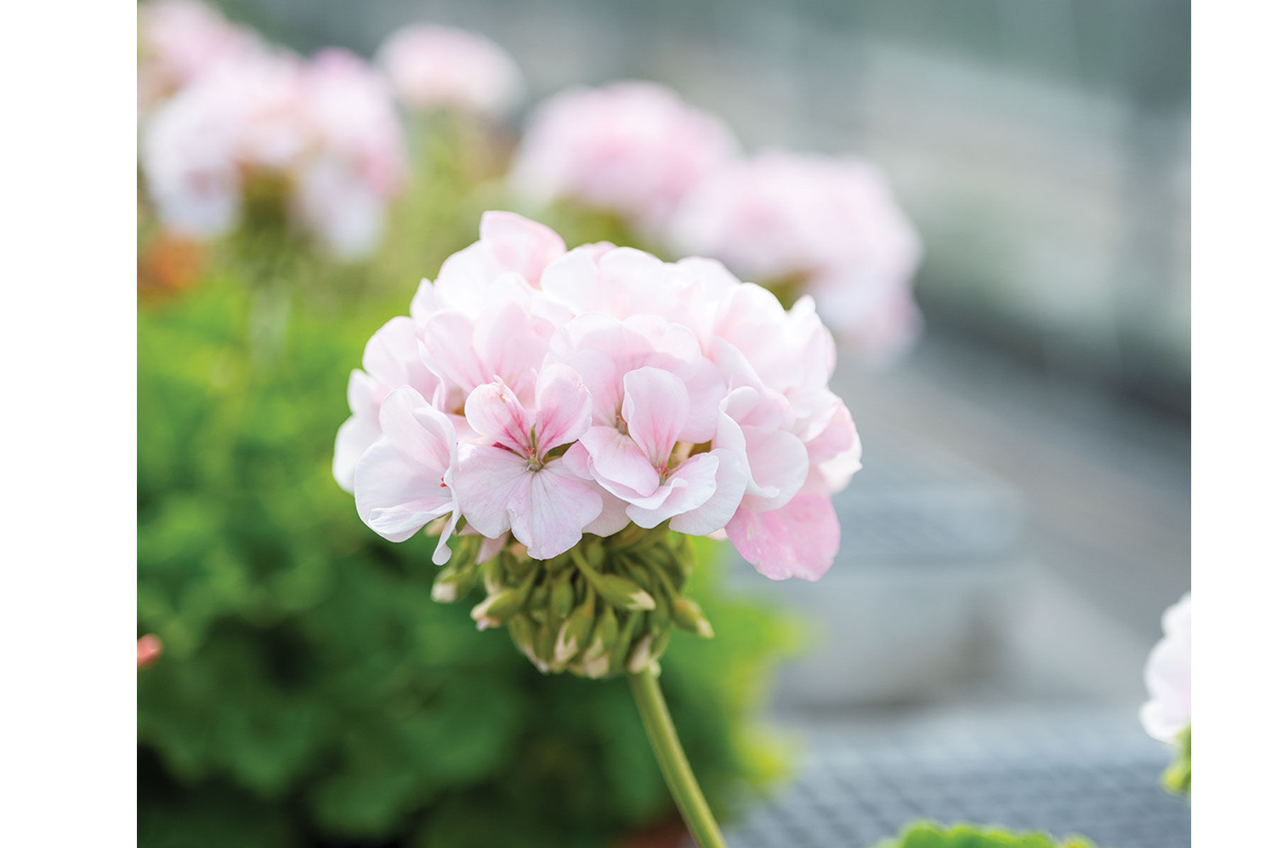 Johnny's Selected Seeds Maverick Appleblossom Geranium Seed