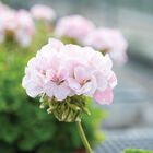 Maverick™ Appleblossom Geranium (Pelargonium)