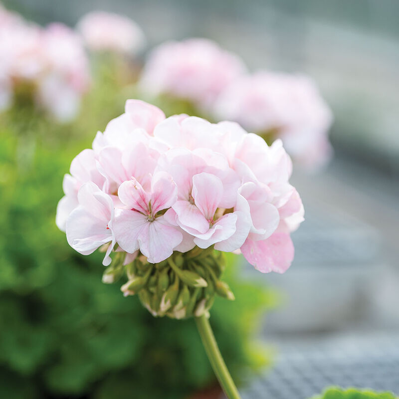 Maverick™ Appleblossom Geranium (Pelargonium)