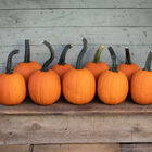 Pipsqueak PMR Specialty Pumpkins