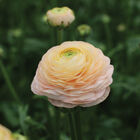 Romance™ Salerno® Ranunculus