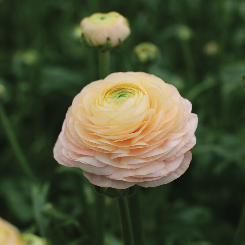 Romance™ Salerno® Ranunculus