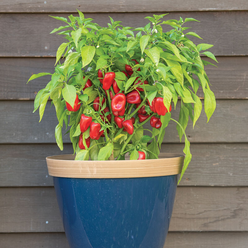 Lunchbox Red Sweet Peppers