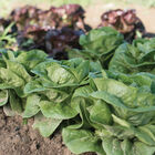 Newham Bibb Lettuce