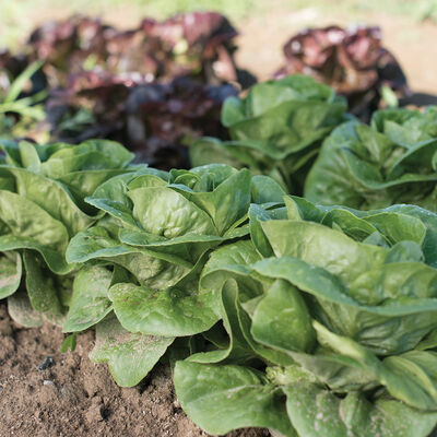 Newham Bibb Lettuce