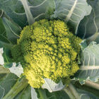 Puntoverde Romanesco Cauliflower