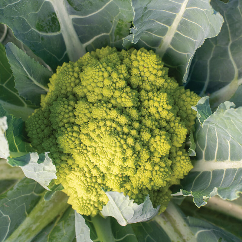 Puntoverde Romanesco Cauliflower