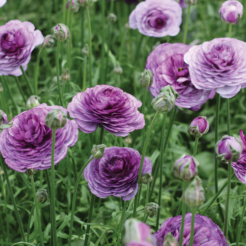 Romance&trade; Cottun&reg; Ranunculus