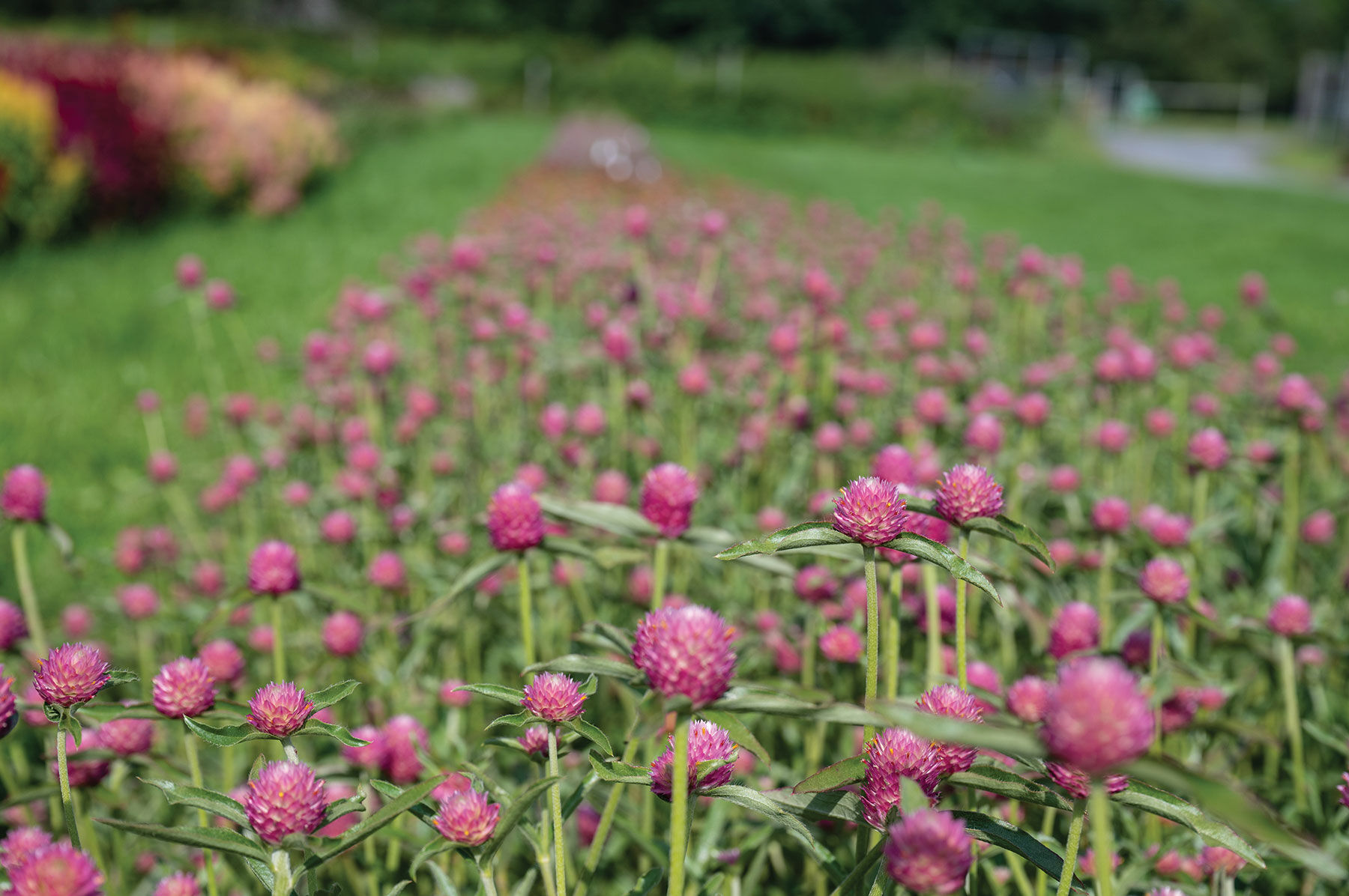 Sequin - Gomphrena Seed | Johnny's Selected Seeds