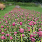 Sequin Gomphrena (Globe Amaranth)