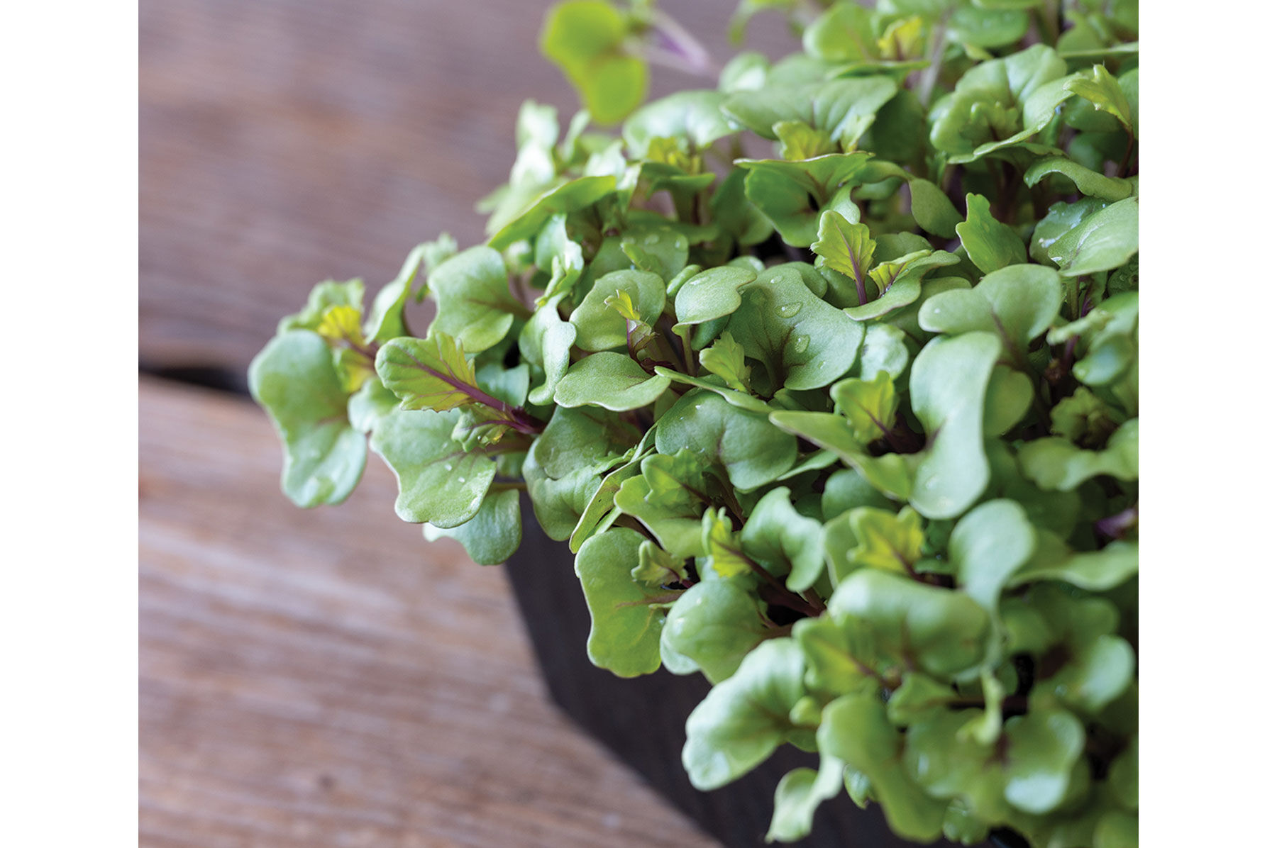 Kale, Unicorn Microgreen Vegetables