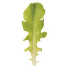 Green Saladbowl Oakleaf Lettuce
