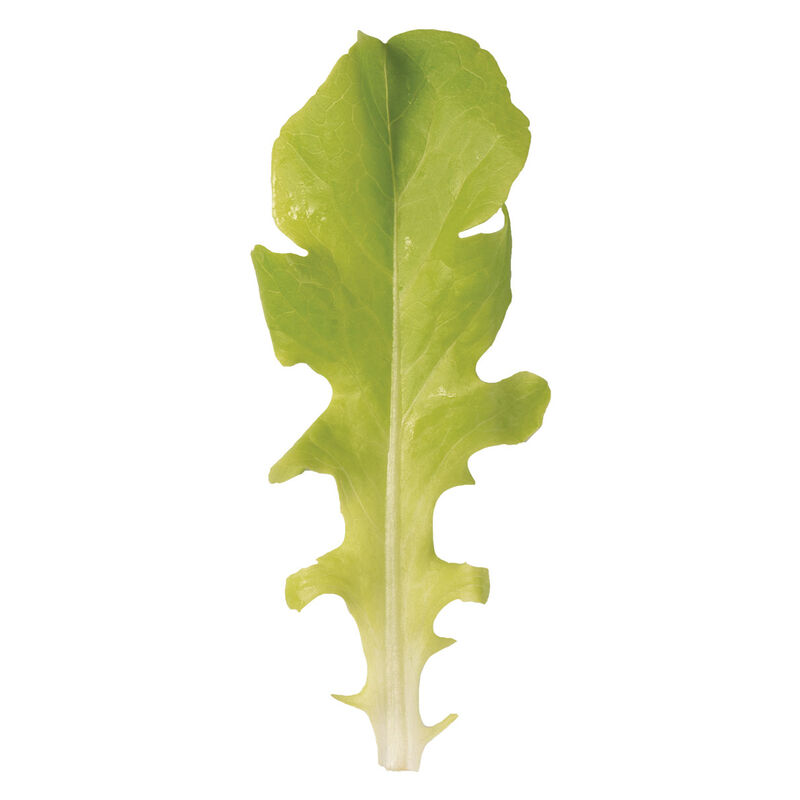 Green Saladbowl Oakleaf Lettuce