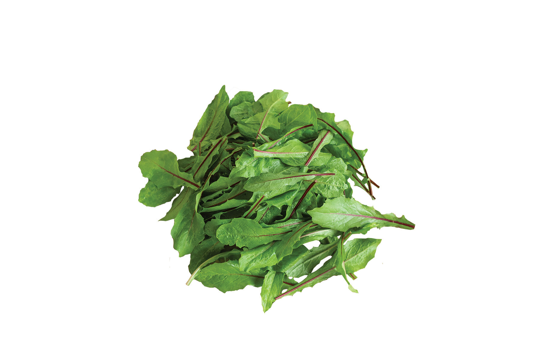 Italiko Red Italian Dandelion